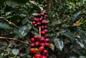 Anaerobic Gesha (Guatemala)